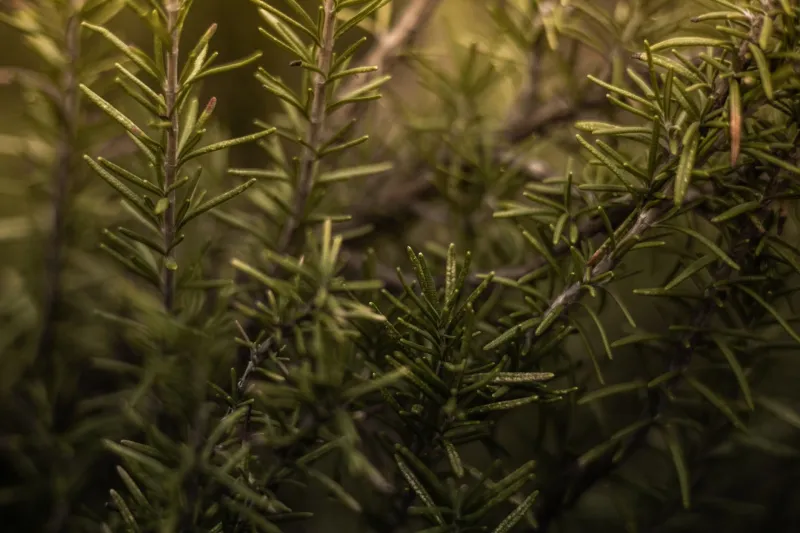 Respirare l'Alentejo: Come i Profumi Selvaggi di Comporta Diventano un'Esperienza dell'Anima